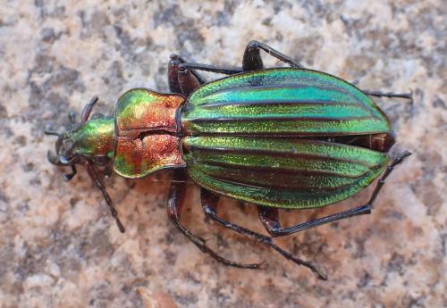 Réf. 235 359 : Carabus auronitens